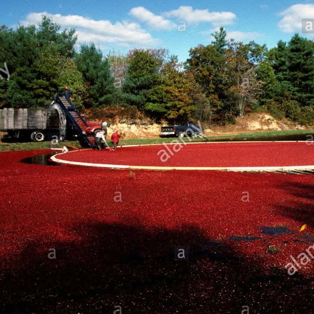 Meet your Posher, Maggie